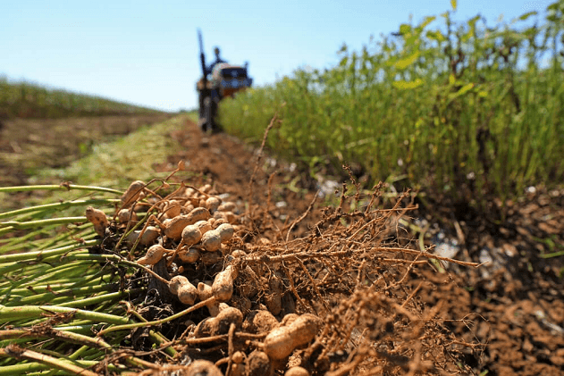 The Growing and Harvesting Process of Peanuts